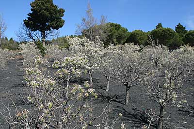 Blühende Mandelbäume im Bergland der Insel Gran Canaria
