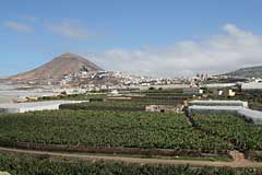 Bananenplantagen bei Galdar - Gran Canaria