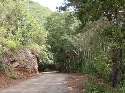 Teneriffa Auf Nebenstraßen durch den Bosque de la Mercedes