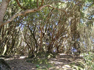 Teneriffa Kontrast zum InselsÜden - Bosque de la Mercedes