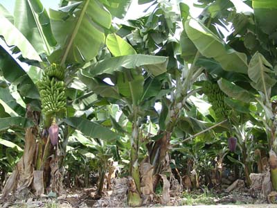 Bananenplantage auf Teneriffa