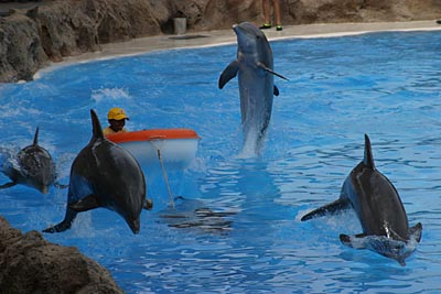 Delfine im Loro Parque Teneriffa
