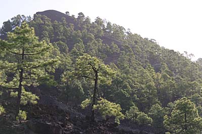 Teneriffa Der Westhang des Teidemassivs ist dicht bewaldet.