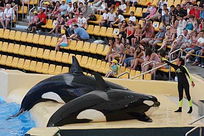 Orcas im Loro Parque auf Teneriffa