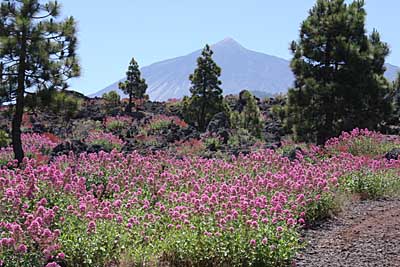 Blütenmeer und im Hintergrund der Teide - Farbenpracht auf Teneriffa
