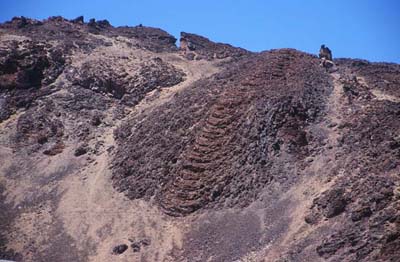 Teneriffa Lavazunge am S�dhang des Teide.