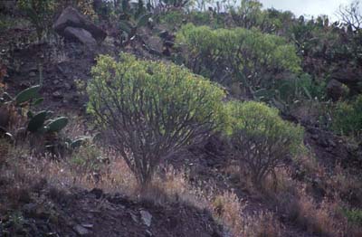 Teneriffa 