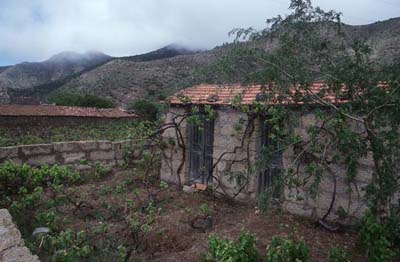 Teneriffa Weinanbau in Valle de Arriba