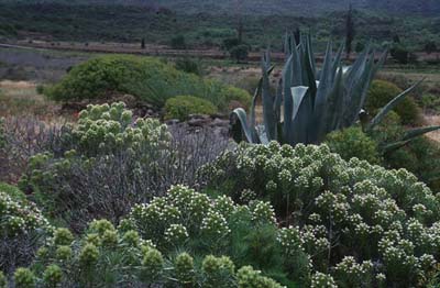 Teneriffa Vegetation bei Santiage del Teide