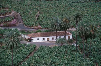 Teneriffa Bananenplantage bei El Guincho