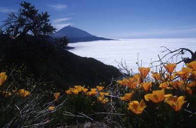 Teneriffa Goldmohn vor Wolken und Teide