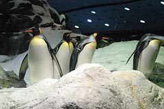 Loro Parque - Planet Penguin