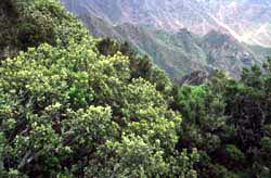 Teneriffa - Dichter Wald am Gebirgskamm