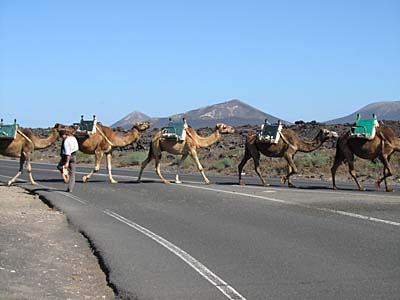 Camellos im Timanfaya Lanzarote