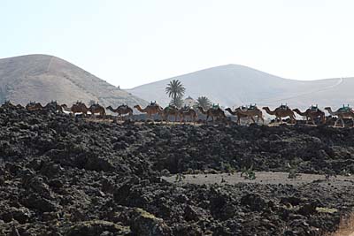 Camellos im Timanfaya Lanzarote