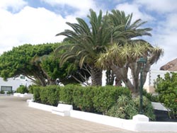 Palmen und Drachenbaum in Tinajo . Lanzarote