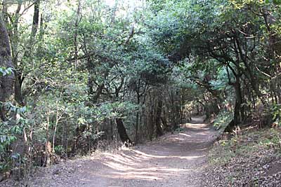 Wanderweg im Nationalpark auf La Gomera