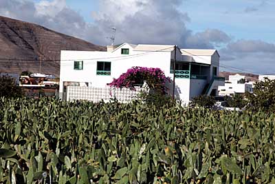 Kakteenfelder in Guatiza - Lanzarote