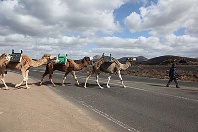 Vorsicht Kamelwechsel - Lanzarote