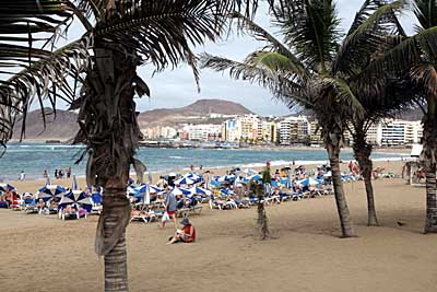 Gran Canaria - Palmen an der Playa Las Canteras in Las Palmas
