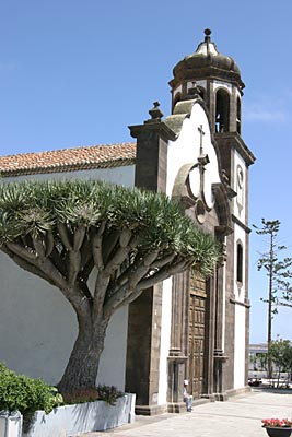Pfarrkirche San Juan Bautista und Drachenbaum in Arico auf Teneriffa