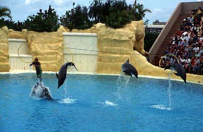 Ein Höhepunkt des Besuches im Loro Parque - die Delphinshow