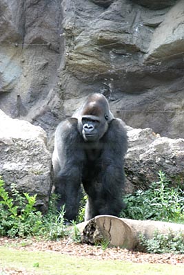 Gorilla im Loro Parque