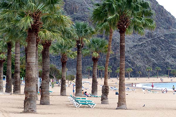 Palmenstrand Playa de las Teresitas bei Santa Cruz de Tenerife