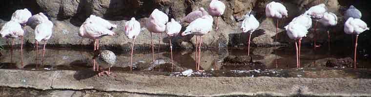 Teneriffa - Flamingos im Loro Parque Puerto de la Cruz