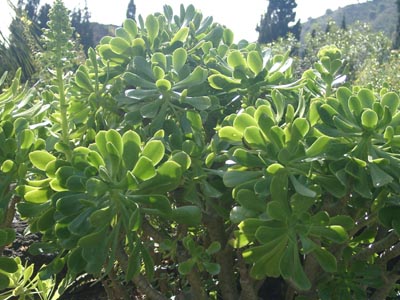 Gran Canaria - 