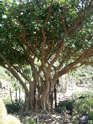 Gran Canaria - 