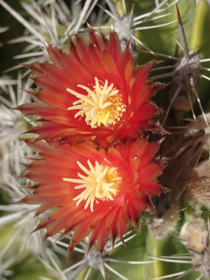 Gran Canaria - 