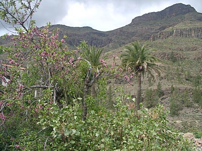 Gran Canaria - 