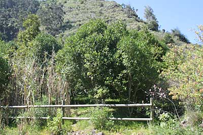 Üppiges Grün im Barranco de Laurel - Gran Canaria