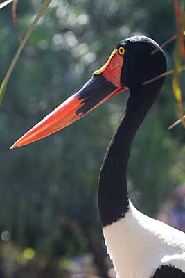 Gran Canaria - 