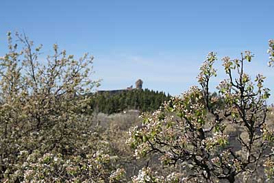 Mandelbaumplantage nahe des Pico de las Nieves