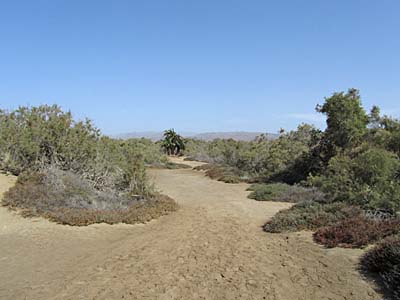 Weg durch die Dünen