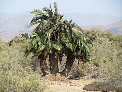 Gran Canaria - Die 3 Palmen - markanter Punkt in den Dünen
