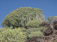 Säuleneuphorbien auf Gran Canaria