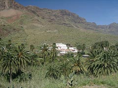 Palmenhain im Fataga-Tal auf Gran Canaria