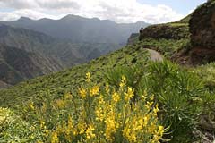 Blütenpracht in den Bergen von Gran Canaria
