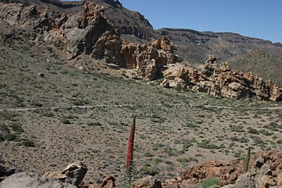 Teneriffa Teidenatternkopf am Wegesrand