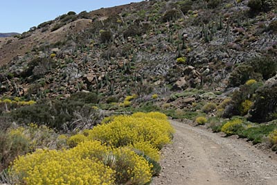 Teneriffa Im FrÜhjahr und FrÜhsommer blÜht es Überall