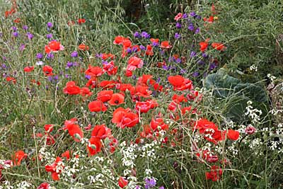 Mohnblumen im Tenogebirge auf Teneriffa