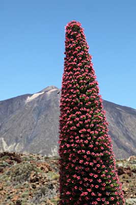 Tejinaste am Teide