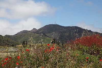 Blick über Blumenwiesen zum Gala - Teneriffa