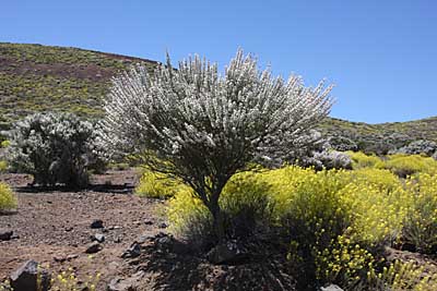 Weißer Ginster auf Teneriffa