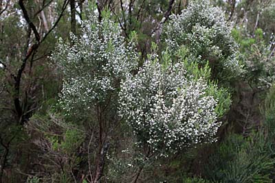 Blühende Baumheide im Anagagebirge - Teneriffa