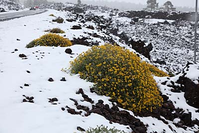 Teneriffa: Blüten im Schnee