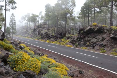 Teneriffa: gelbes Blütenmeer am Straßenrand